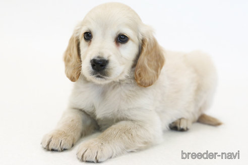 販売中の神奈川県のミックス犬-374598の1枚目